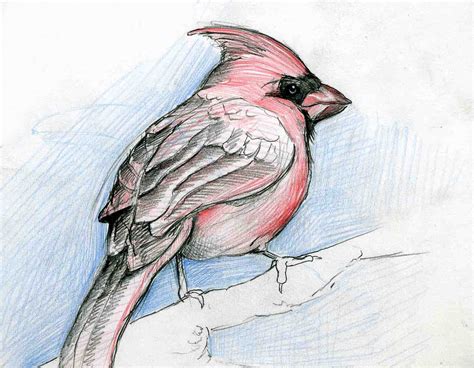 Art Of Chris Neuenschwander Bird Sketches