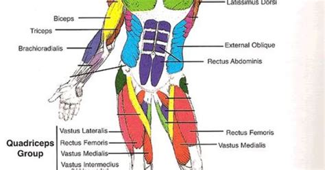 Touch device users, explore by touch or with swipe gestures. Muscles Diagrams: Diagram of muscles and anatomy charts ...