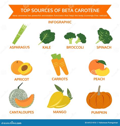Top Sources Of Beta Carotene Food Info Graphic Vector Cartoondealer