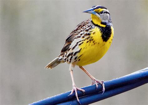 Eastern Meadowlark