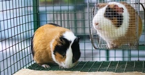 Best Guinea Pig Cage Buying Guide And Reviews Guinea Pig Tips