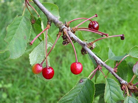 How To Identify A Wild Cherry Tree A Guide From Tcv