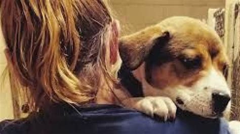 Köpeklerde Görülen Hastalıklar Oku Haber Dergi