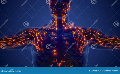 Anatomy And Physiology Of The Lymphatic System Stock Photo Image Of