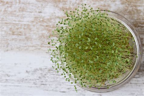 How To Grow Sprouts In A Jar Growing Sprouts Sprouts Growing Food