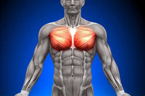 In fact, a recent study noted . Muskelskolan: Pectoralis Major