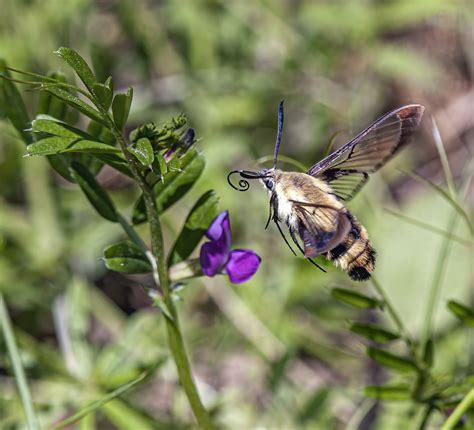 Snowberry Clearwing Moth — Mike Powell Perchspective