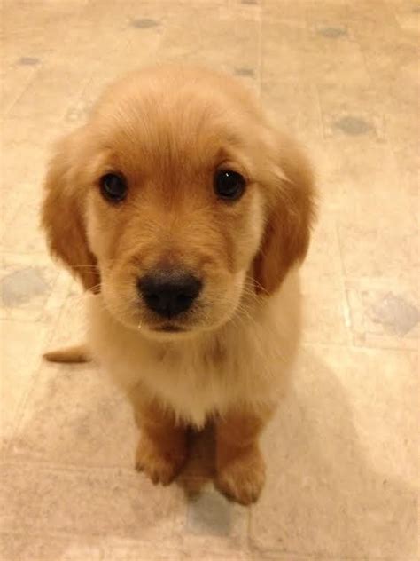 Details on the parents can be requested by emailing xxxx@xxxx.xxx. 17 Reasons Golden Retrievers Are Not The Friendly Dogs ...