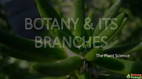 Branches Of Botany Botanical Science Sub Branches Youtube