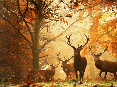 41 Autumn Horse Pictures Wallpaper On Wallpapersafari