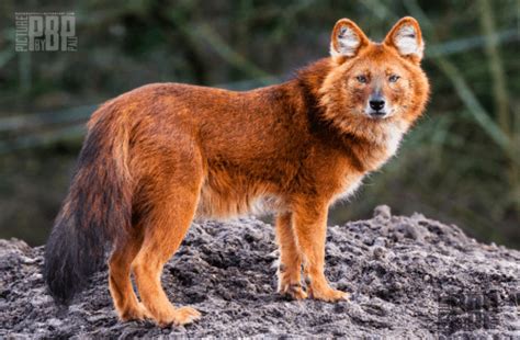 Lernen Sie Den Asiatischen Bergwolf Dhole Und Sein Erstaunliches Aussehen Kennen