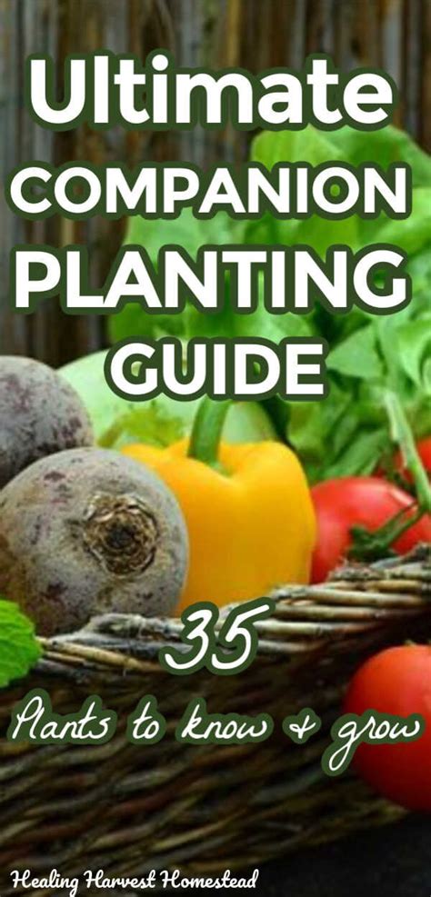 Complete Companion Planting Guide Tips For Plant Friends And Foes In