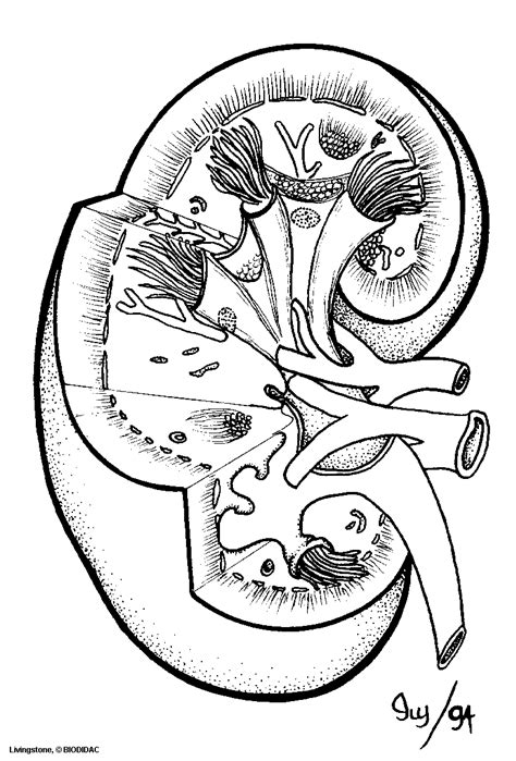 Vintage anatomy print heart arteries veins | zazzle.com. Pin on Teaching Excretory system