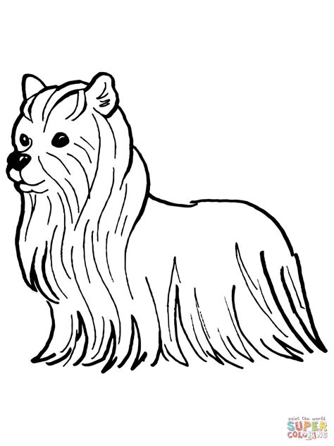 Getcolorings.com has more than 600 thousand printable coloring pages on sixteen thousand topics including animals, flowers, cartoons, cars, nature and many many more. Yorkshire Terrier coloring page | Free Printable Coloring ...