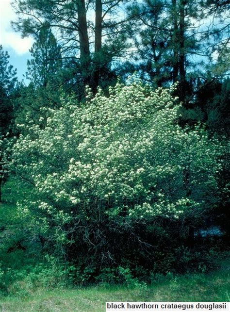 52 best oregon plants images on pinterest oregon yellow flowers and bellis perennis