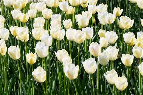 Flores De Tulipán Blanco Que Florece En Un Campo De Tulipanes Al