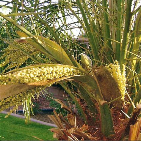 Bloom pod of palm tree made into basket at tom's thumb nursery. photo