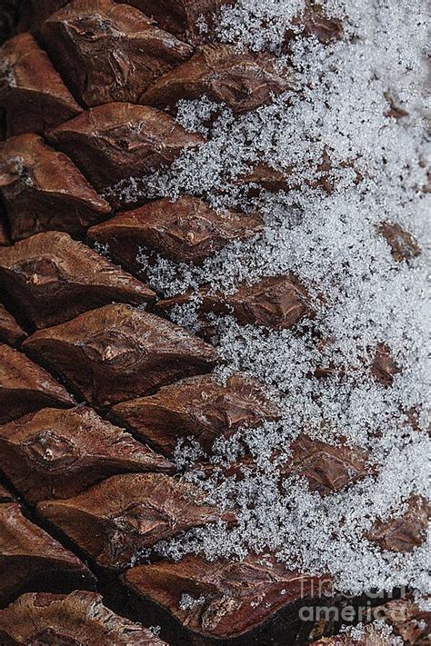Pine Cone With Snow Photograph By Jim Wright Fine Art America