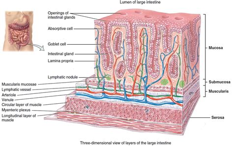 Large Intestine Internal Anatomy