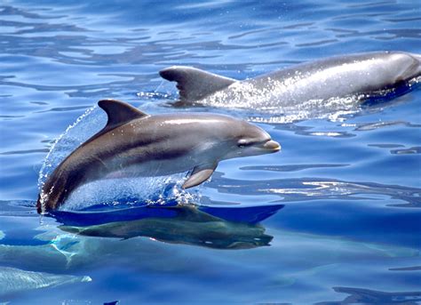 Identificar A Los Delfines Aún Sin Visibilidad O De Noche
