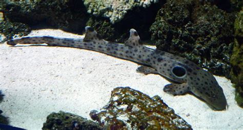 Epaulette Shark Hemiscyllium Ocellatum Zoochat