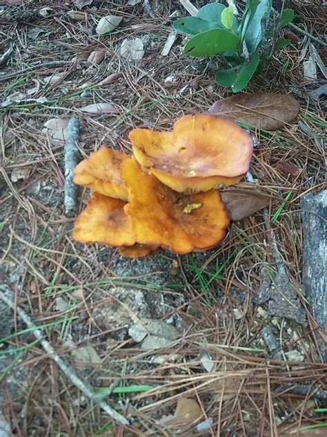 Central Fl Mushrooms Id Mushroom Hunting And Identification