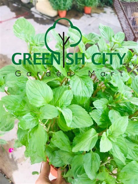 The proven health benefits of wild mint plant will leave you with a smile. GNC - Australia Mint Herb Live Plant Pokok Hidup Herba ...