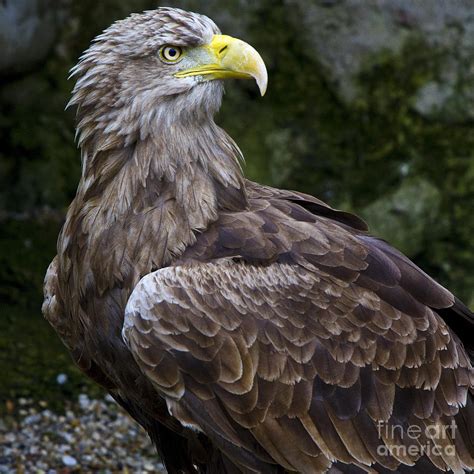 European Sea Eagle I Photograph By Heiko Koehrer Wagner