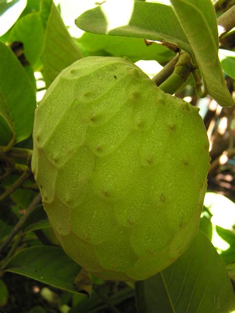 We did not find results for: Dr. White Cherimoya Tree