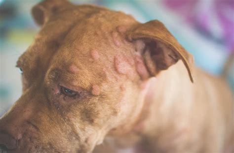 Allergic Reaction Bumps On Dogs