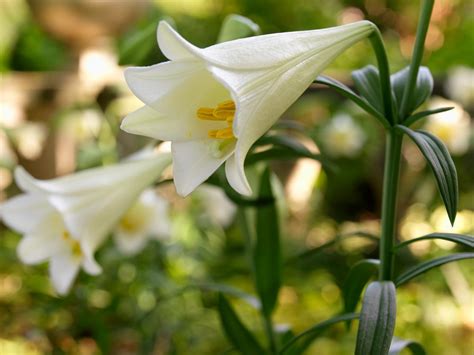 How To Grow And Care For Easter Lilies Hgtv