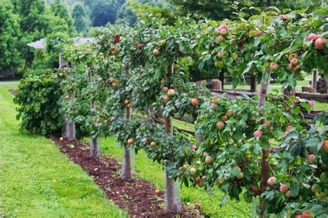 17 Brilliant Fruit Trees Gardening Ideas Small Backyard Gardendesign