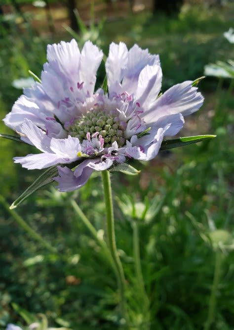 Grow Perennial Scabiosa Flowers For Pretty Bouquets