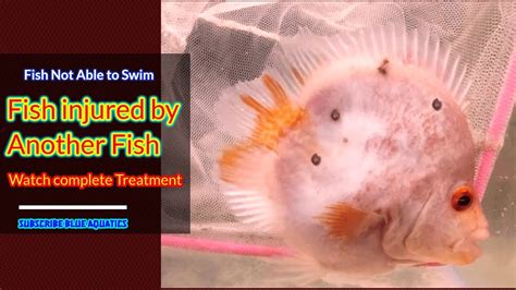How To Recover Fish Swimming Upside Down A Working Treatment YouTube
