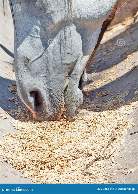 Eating Horse Close Up Stock Image Image Of Vegetarian 32261145