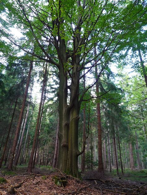 Oldest Trees Najstarsze Drzewa Kowalówka Schmiedelsberg 888 M