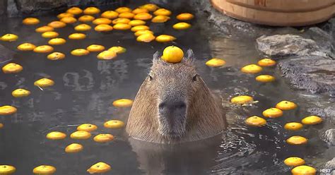 Mint On Twitter Im Birb Capybara With Blob On Its Head Like This Https