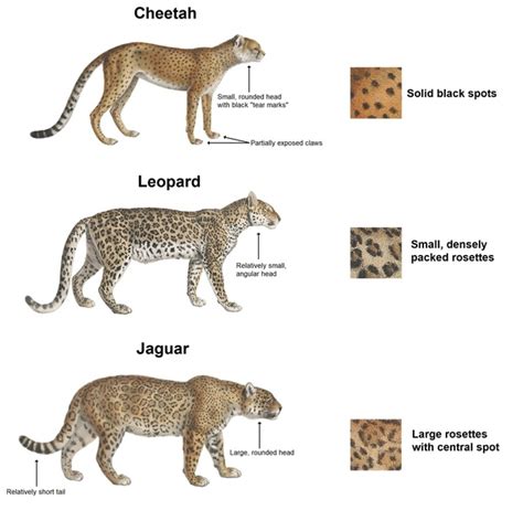 These rather insignificant weight differences may make you think that they. What are the differences between a cheetah, a leopard, and ...