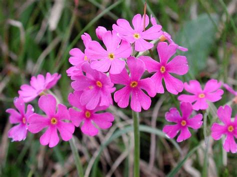 Pink Champion Silene Dioica British Wild Flowers Wild Flowers