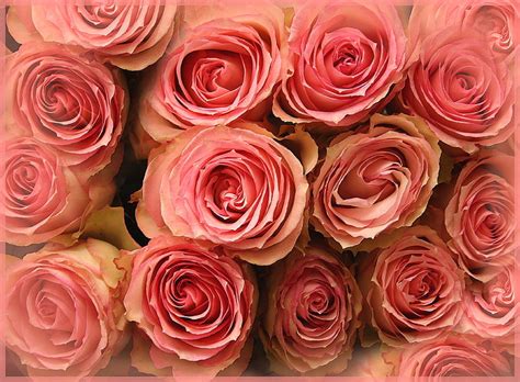 Menakjubkan 19 Rose Flower Wallpaper 4k Gambar Bunga Hd