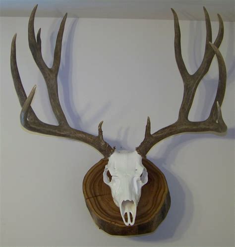 Montana Mule Deer With A Reproduction Skull On An Elm Round Wall Mount
