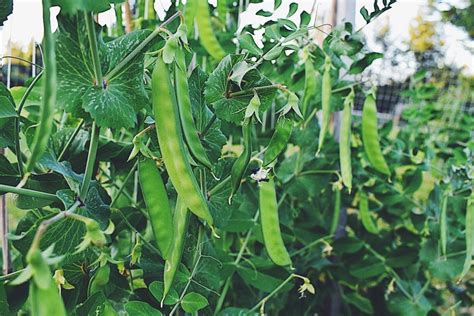 How To Grow Peas From Seed Hong Thai Hight Shool