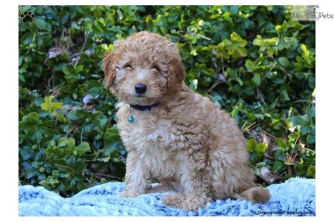 You will find labradoodle dogs for adoption and puppies for sale under the listings here. Labradoodle puppy for sale near Lancaster, Pennsylvania ...