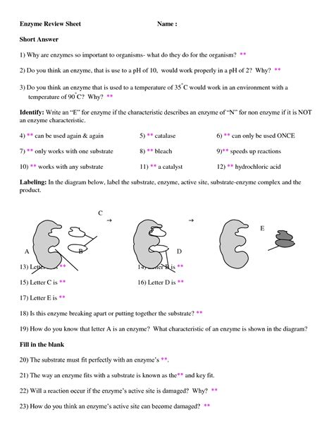 Test knowledge of anatomy and physiology by identifying features on ear, eye, heart, and cell reproduction diagrams. 14 Best Images of Enzymes Worksheet Answer Key - Enzymes ...