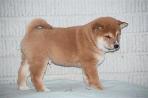 Aca Registered Shiba Inu Puppy For Sale Male Walter Fredericksburg Oh