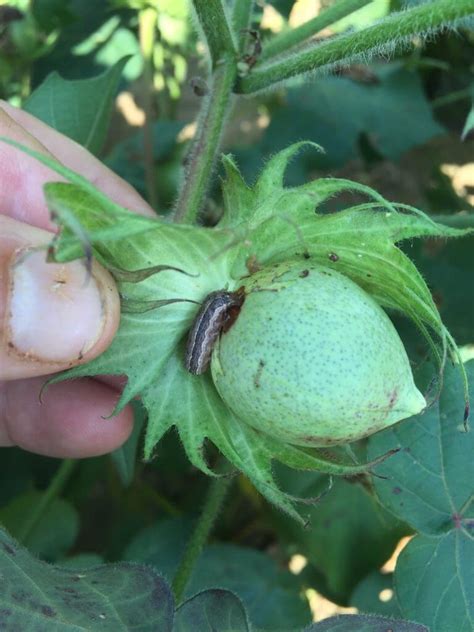 The management of insect pests in australian cotton: Fall Armyworm - UT Crops Pest Guides