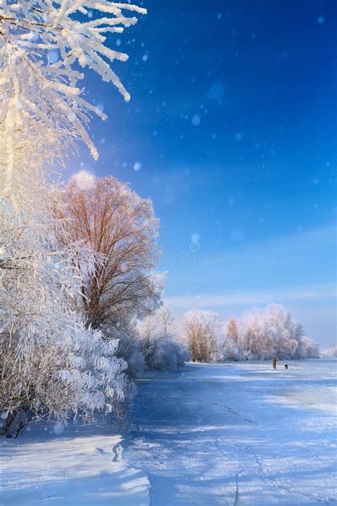 Arty Winter Landscape With Frozen Lake And Snowy Trees Stock Photo