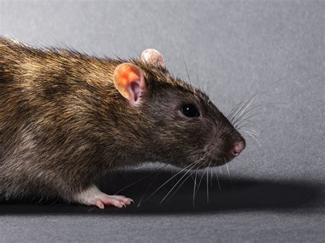 The average salary for a pest control technician is $15.24 per hour in lafayette, la. Rodent Control | Lafayette, LA | Paradigm Pest LLC