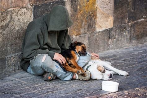 The Homeless And Their Pets Wellbeing International