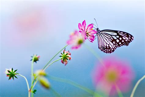 Wallpaper Flowers Nature Butterfly Insect Blossom Lepidoptera
